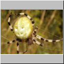 Araneus quadratus - Vierfleck-Kreuzspinne w09.jpg